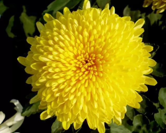 关于中国各个市的市花,盘点史上最全中国各城市市花