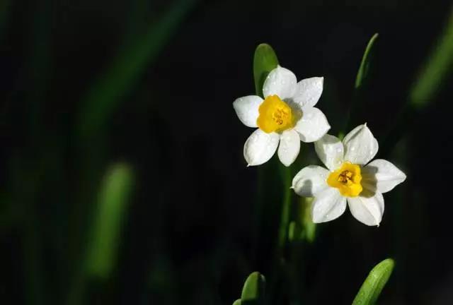 关于中国各个市的市花,盘点史上最全中国各城市市花