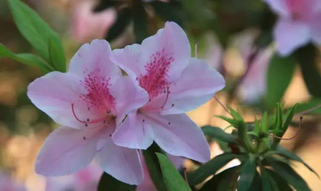 关于中国各个市的市花,盘点史上最全中国各城市市花