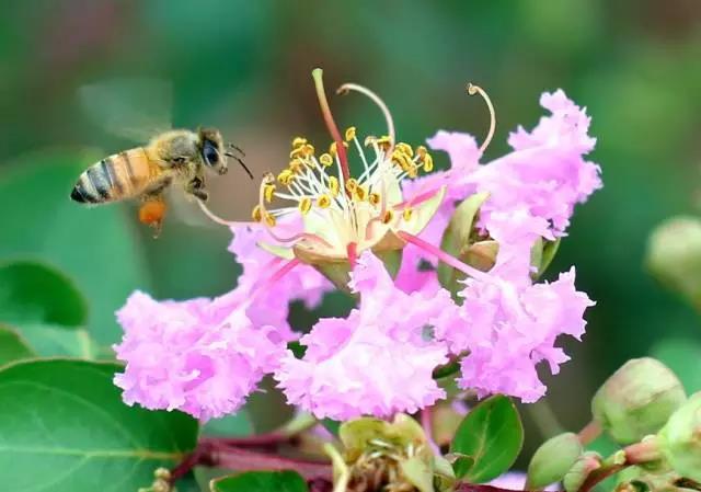 关于中国各个市的市花,盘点史上最全中国各城市市花