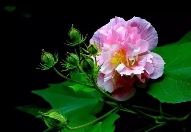 关于中国各个市的市花,盘点史上最全中国各城市市花