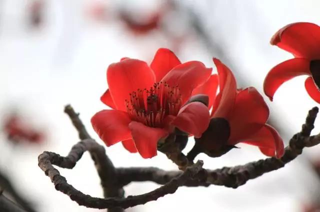 关于中国各个市的市花,盘点史上最全中国各城市市花