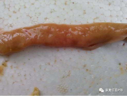 高产鸡瘫了怎么回事,鸡哪些病会导致瘫腿