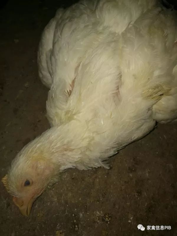 高产鸡瘫了怎么回事,鸡哪些病会导致瘫腿