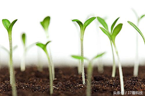 拼多多拼团模式持续多久,拼多多拼团模式成功的原因分析