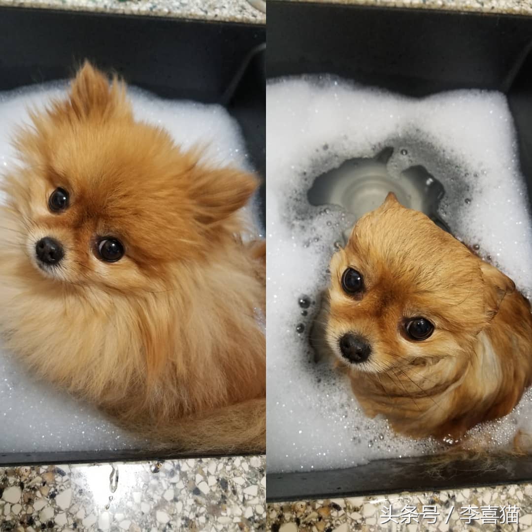 给狗狗洗澡是一门学问，学会这些技巧，不去宠物店自己也能搞定