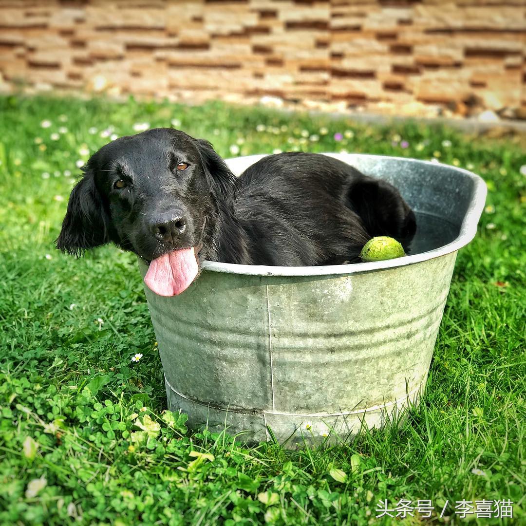 给狗狗洗澡是一门学问，学会这些技巧，不去宠物店自己也能搞定