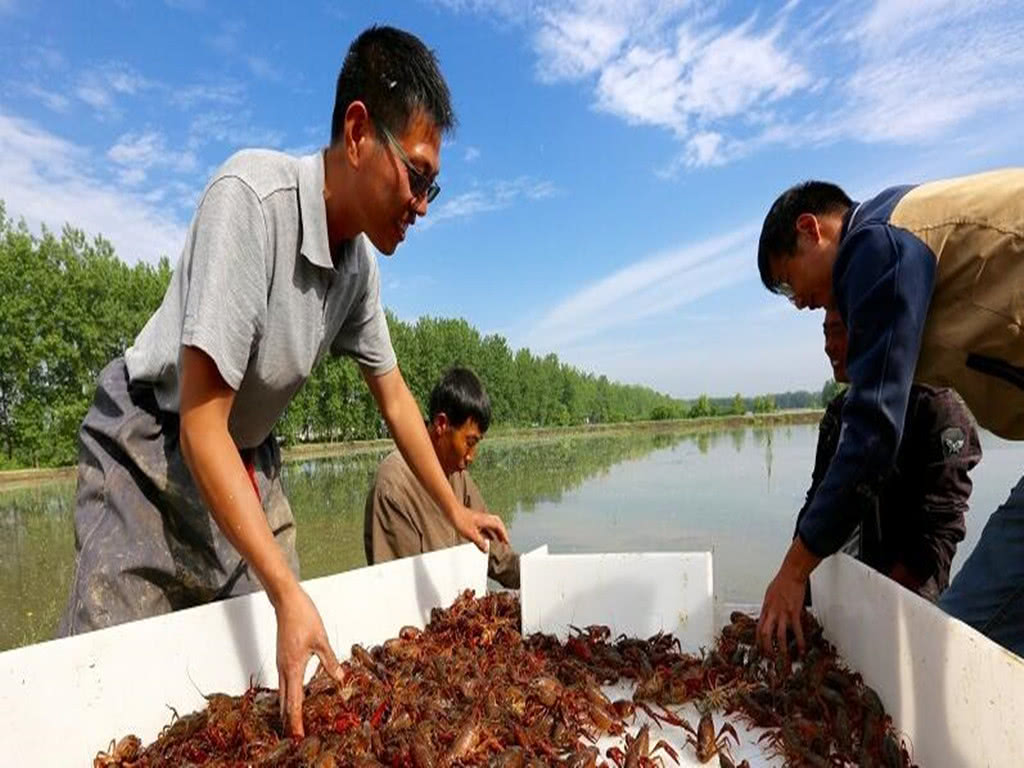 养虾怎么养效益最高,养虾做到这三点想不赚钱都难