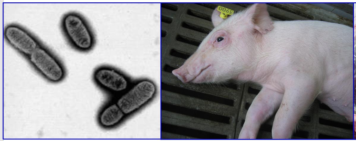 断奶仔猪瘦是什么原因,仔猪断奶瘦得快怎么办