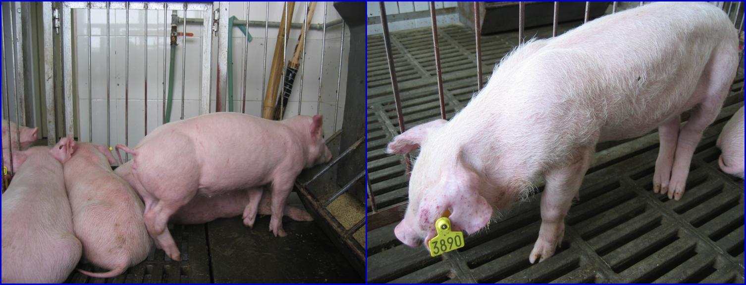 断奶仔猪瘦是什么原因,仔猪断奶瘦得快怎么办