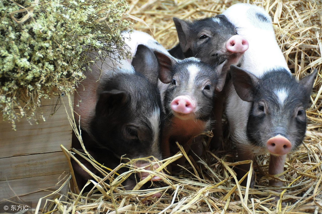 断奶仔猪瘦是什么原因,仔猪断奶瘦得快怎么办