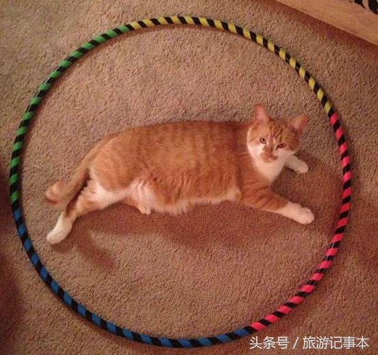 如何做个简单陷阱抓猫,怎么做陷阱抓猫咪