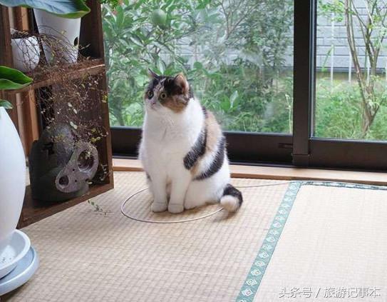 如何做个简单陷阱抓猫,怎么做陷阱抓猫咪