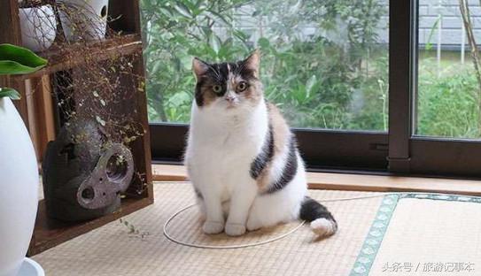 如何做个简单陷阱抓猫,怎么做陷阱抓猫咪