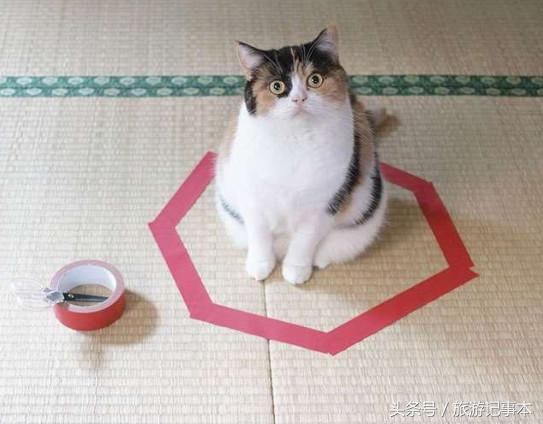 如何做个简单陷阱抓猫,怎么做陷阱抓猫咪