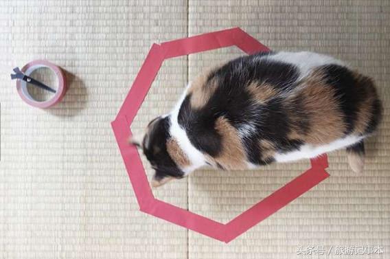 如何做个简单陷阱抓猫,怎么做陷阱抓猫咪