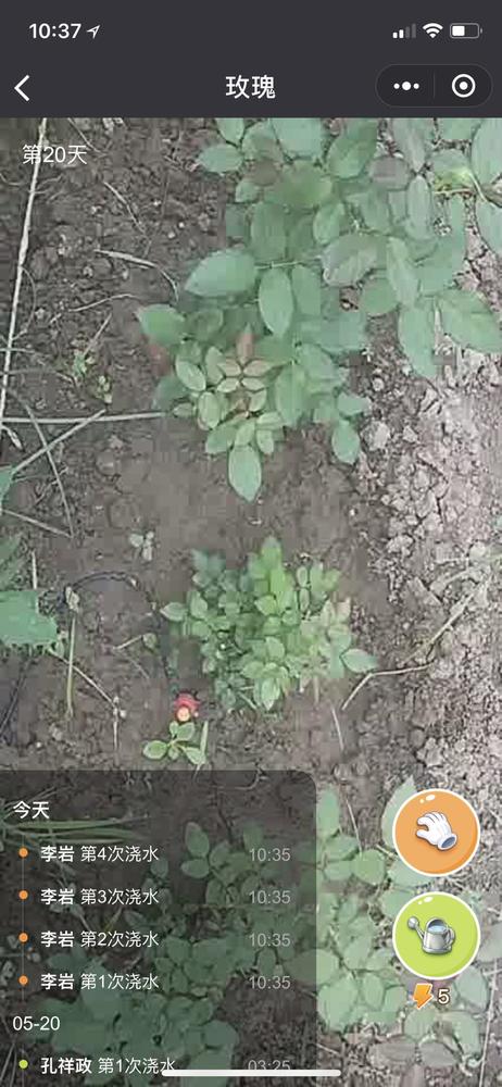 金沙江真格投数百万这款小游戏再现偷菜热潮俩月收割350万用户