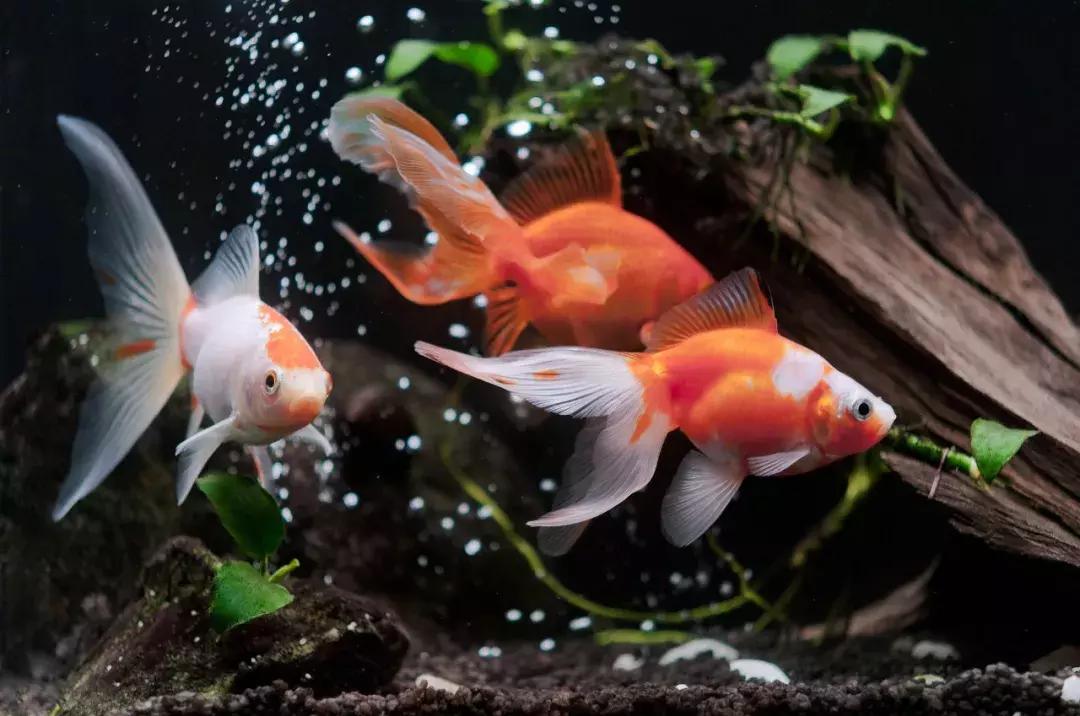 谣言粉碎机有哪些功能,谣言粉碎机牙齿美白