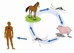 秋天孩子被蚊子叮咬止痒消肿妙招,蚊子叮咬宝宝患乙脑