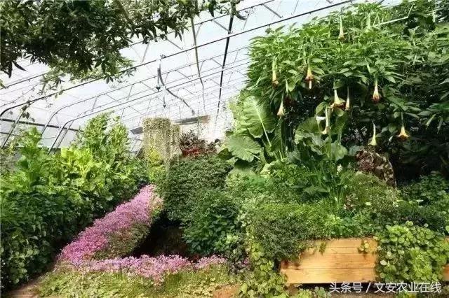 未来5年鱼菜共生农场,鱼菜共生农场有哪些