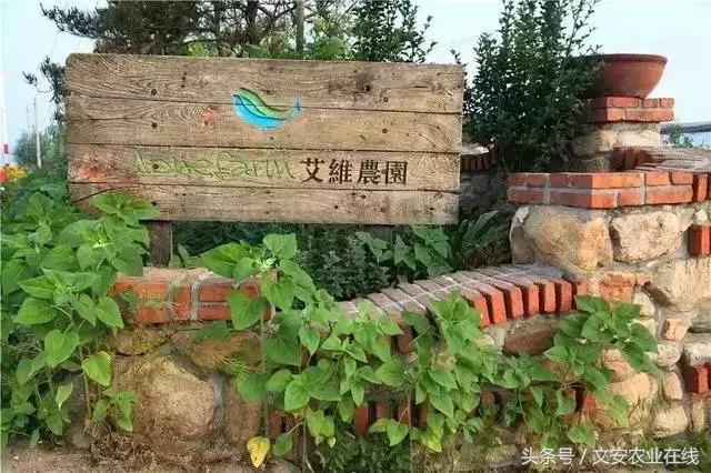 未来5年鱼菜共生农场,鱼菜共生农场有哪些