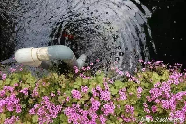 未来5年鱼菜共生农场,鱼菜共生农场有哪些