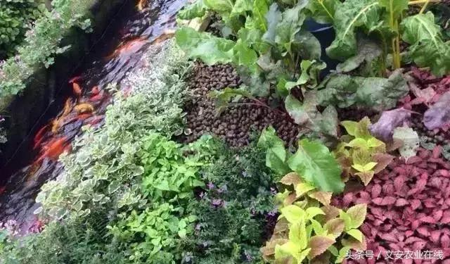 未来5年鱼菜共生农场,鱼菜共生农场有哪些