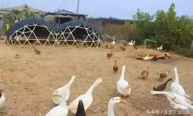 未来5年鱼菜共生农场,鱼菜共生农场有哪些