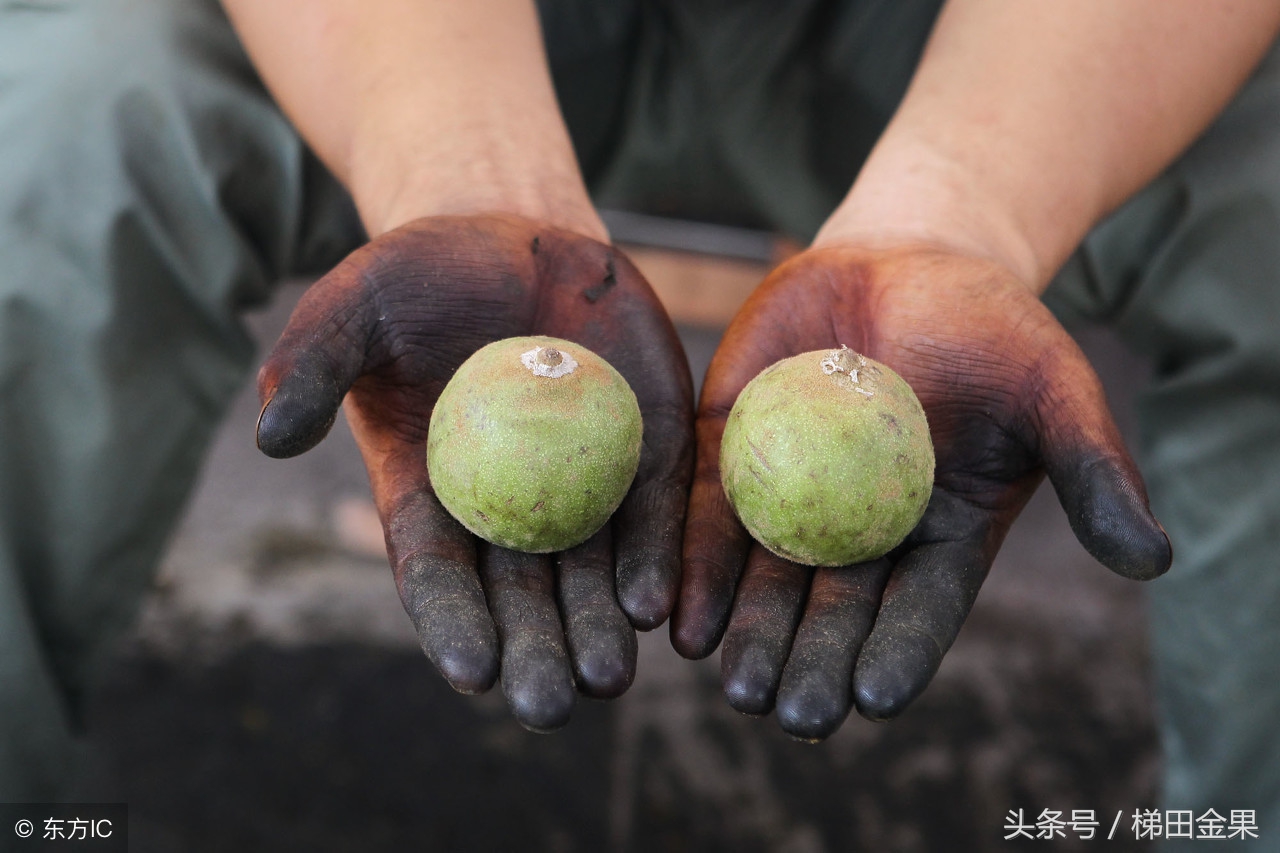 核桃机械采收图片,核桃收获技术