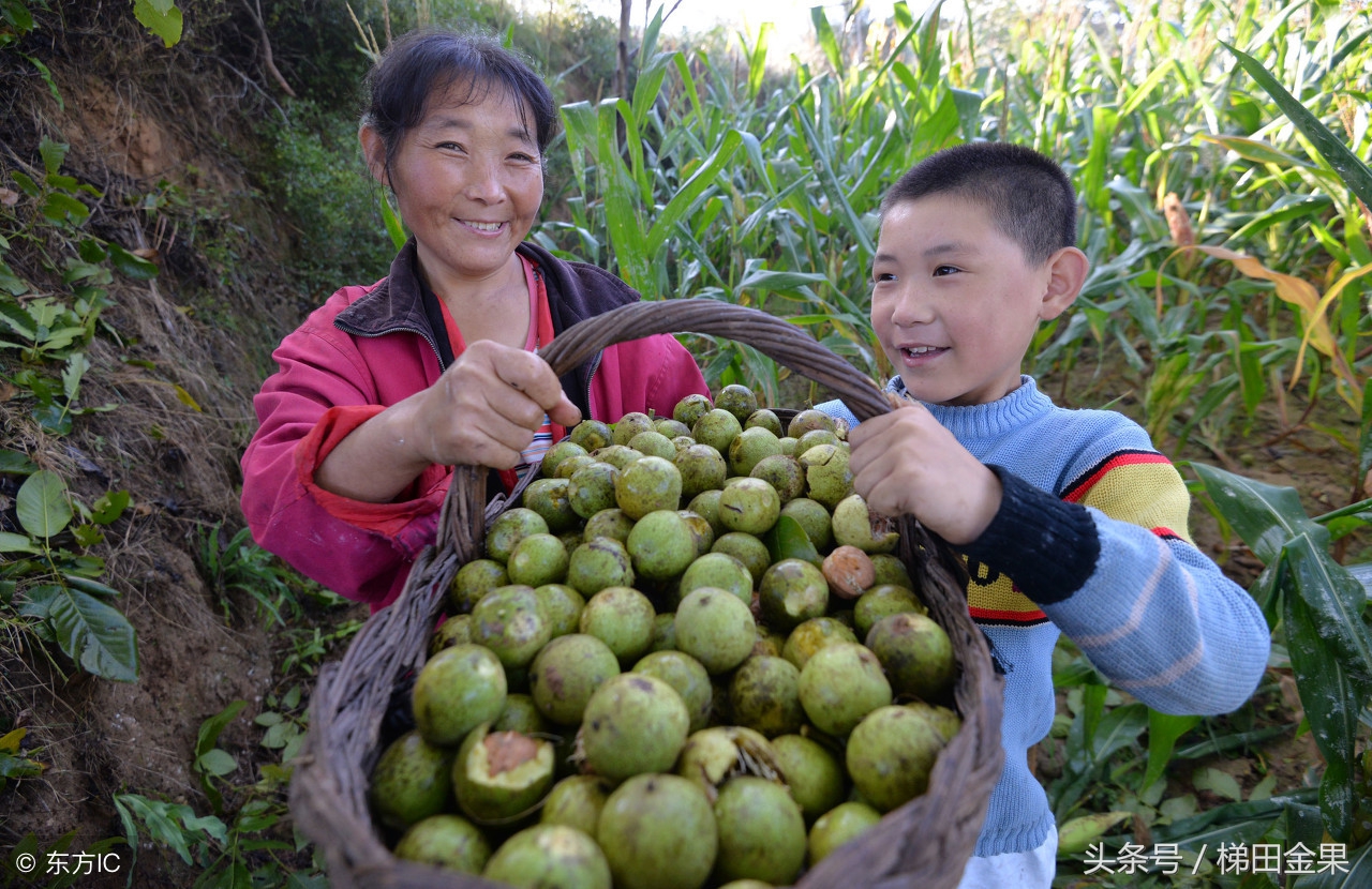 核桃机械采收图片,核桃收获技术