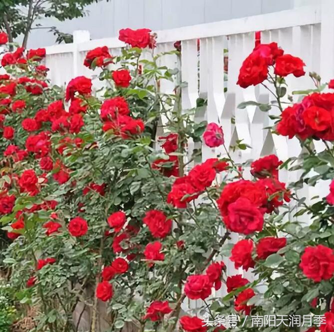 适合做花墙的藤本月季,爬藤月季庭院的布置