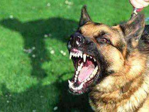 铲屎官自己在家给狗狗打疫苗,铲屎官给狗狗打针