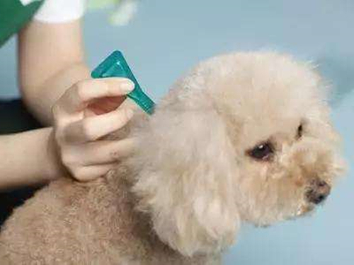 铲屎官自己在家给狗狗打疫苗,铲屎官给狗狗打针