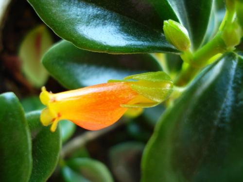 金鱼吊兰长得不好可以重新扦插吗,金鱼吊兰老桩好还是年年扦插好