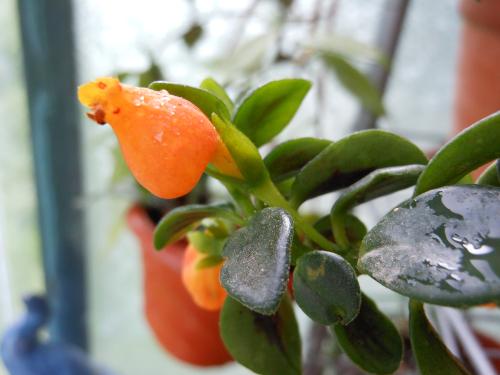 金鱼吊兰长得不好可以重新扦插吗,金鱼吊兰老桩好还是年年扦插好