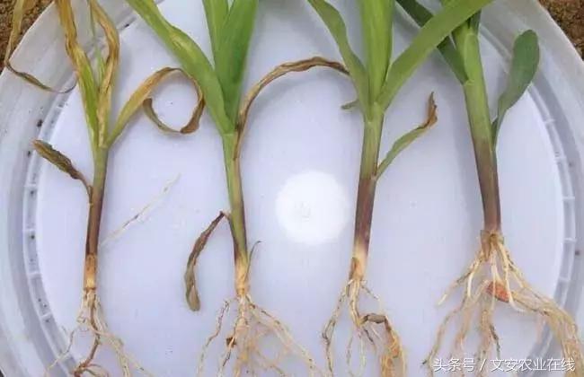 玉米什么时间防治害虫,玉米六月份防治什么病虫害