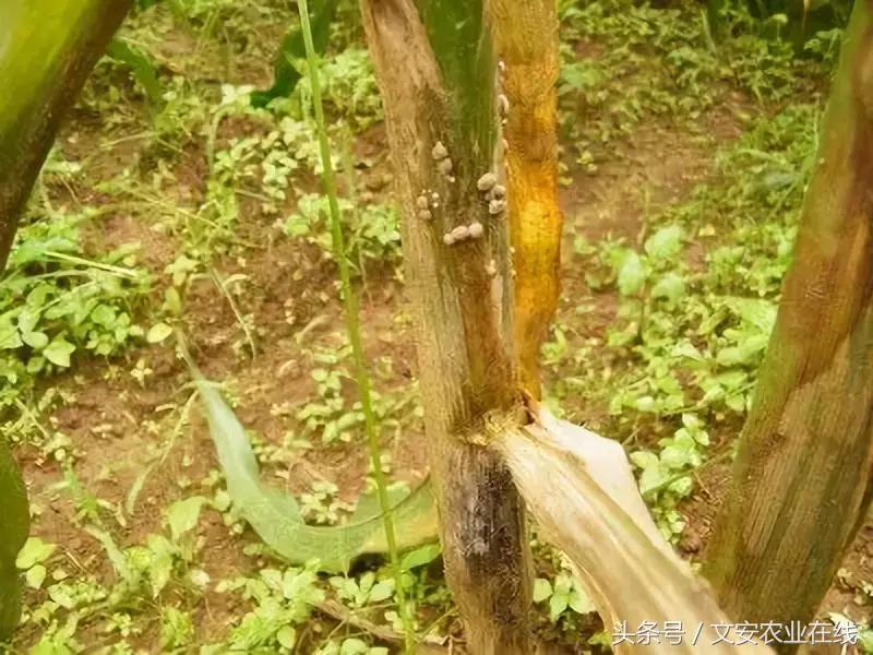 玉米什么时间防治害虫,玉米六月份防治什么病虫害