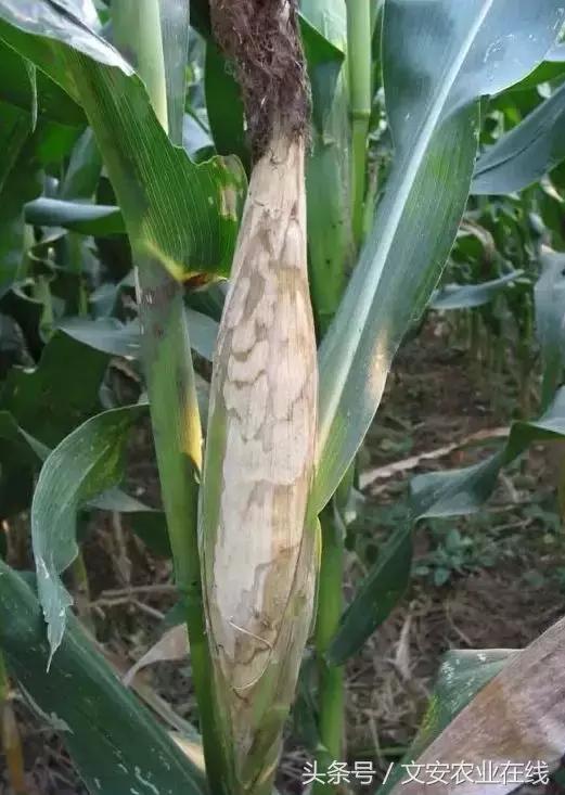 玉米什么时间防治害虫,玉米六月份防治什么病虫害