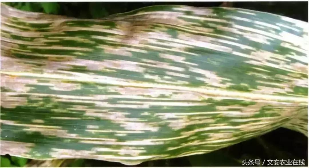 玉米什么时间防治害虫,玉米六月份防治什么病虫害