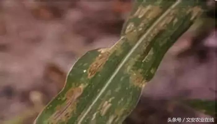 玉米什么时间防治害虫,玉米六月份防治什么病虫害