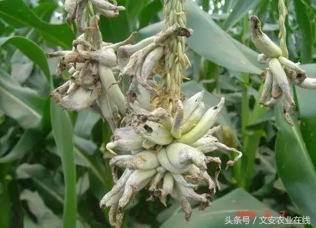 玉米什么时间防治害虫,玉米六月份防治什么病虫害