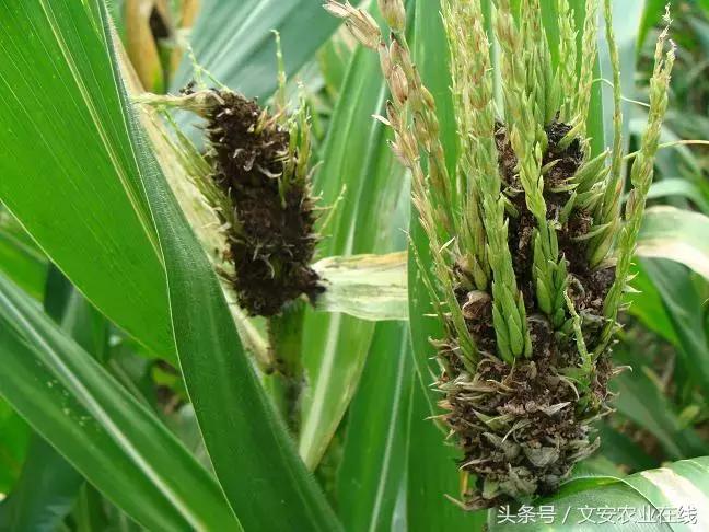 玉米什么时间防治害虫,玉米六月份防治什么病虫害