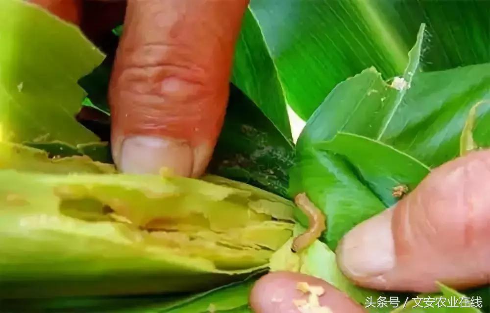 玉米什么时间防治害虫,玉米六月份防治什么病虫害