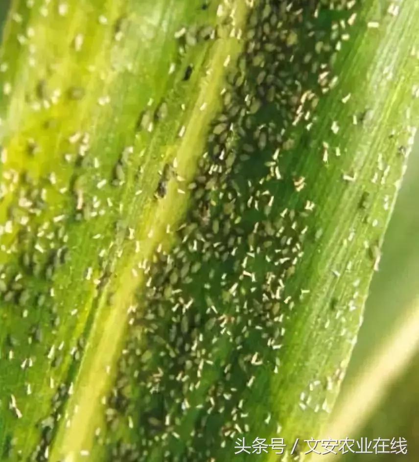 玉米什么时间防治害虫,玉米六月份防治什么病虫害