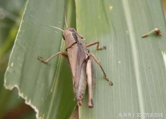 玉米什么时间防治害虫,玉米六月份防治什么病虫害