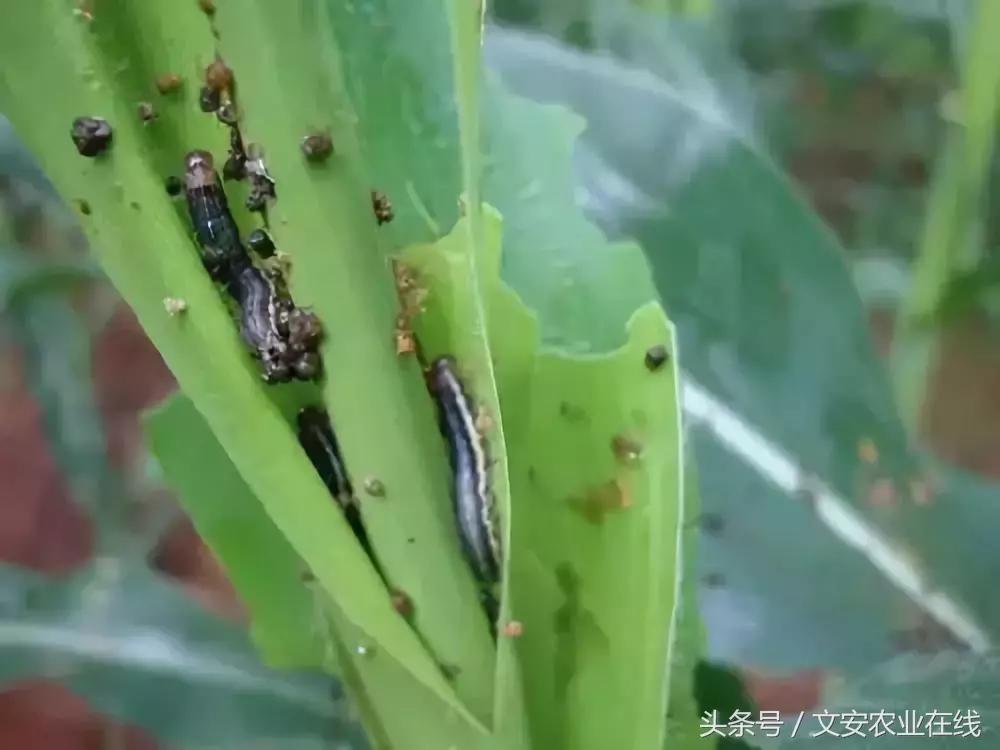 玉米什么时间防治害虫,玉米六月份防治什么病虫害