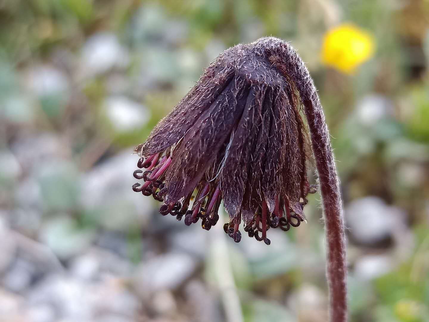 神奇的雪域高原,西藏的神秘藏医藏药