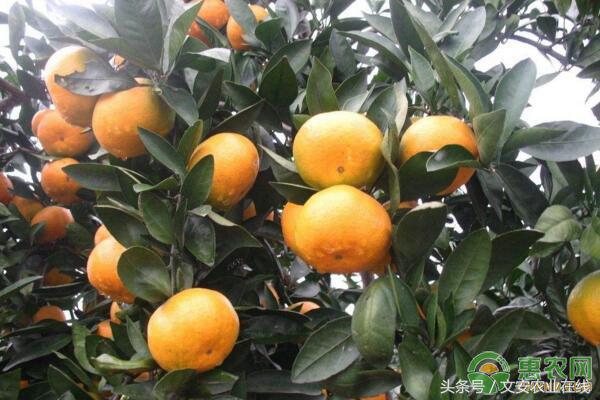 8月9日桔子主产区市场收购行情