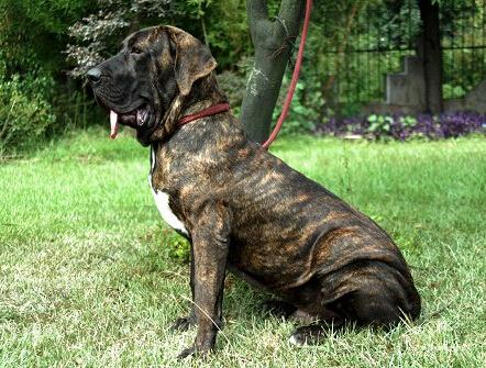 世界上最凶猛的十大猛犬,十大大型猛犬对主人家人忠诚