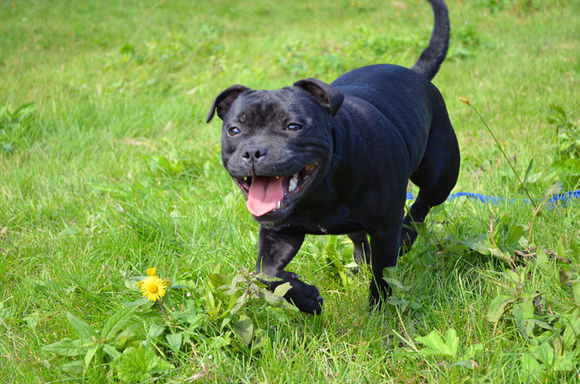 世界上最凶猛的十大猛犬,十大大型猛犬对主人家人忠诚